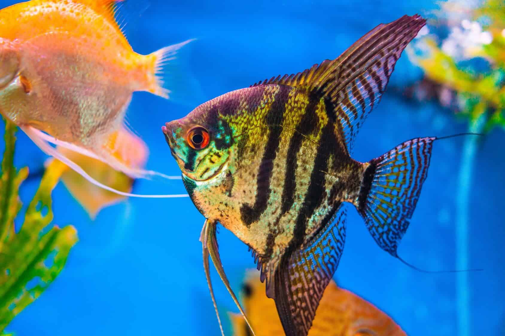 dwarf freshwater angelfish