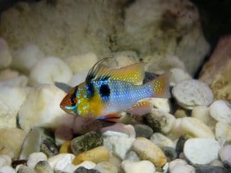 German Blue Ram Complete Guide The Perfect Community Cichlid? Cover