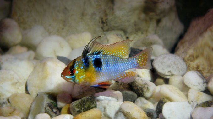 German Blue Ram Complete Guide The Perfect Community Cichlid? Cover