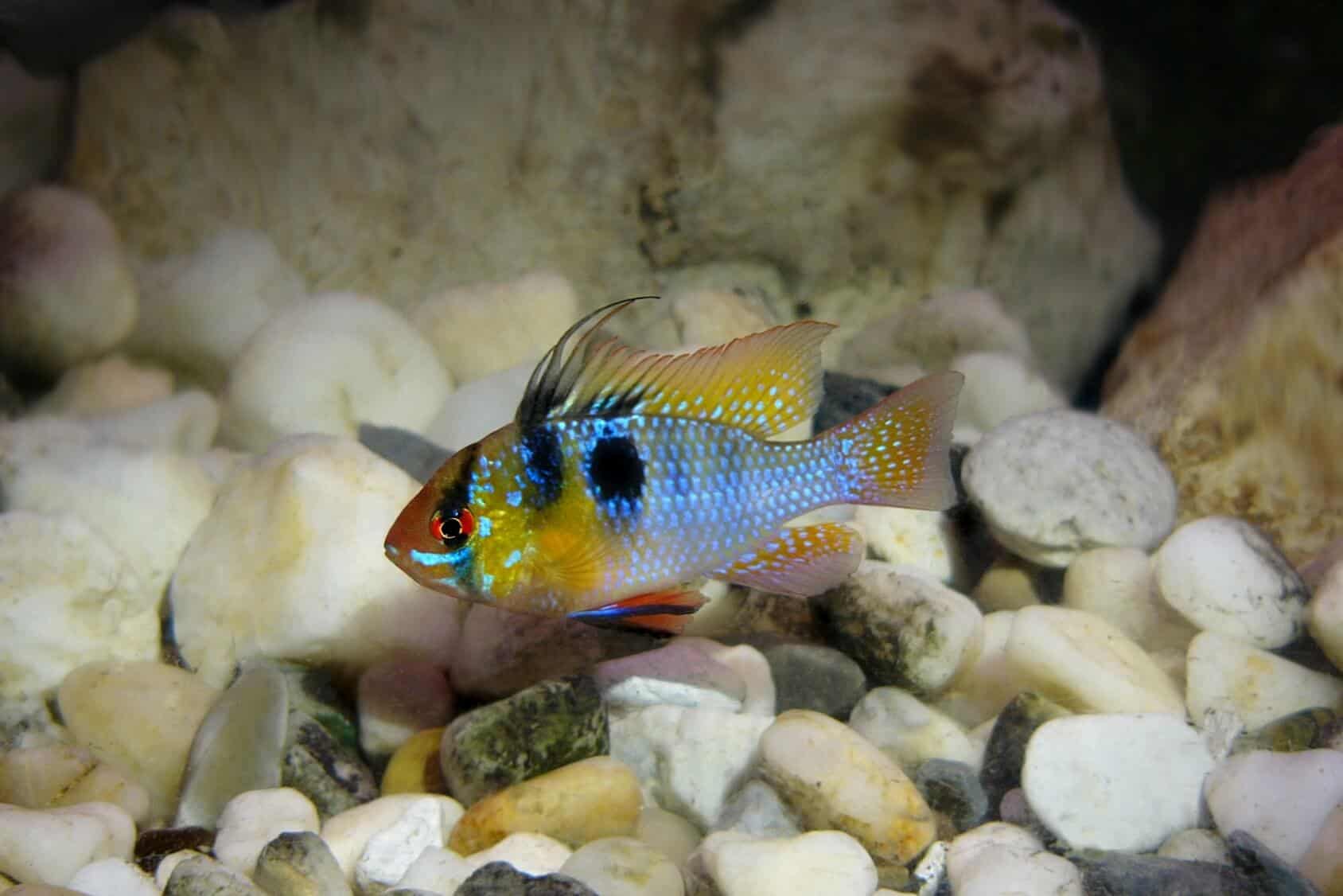 German Ram Care Guide & Species Profile | Fishkeeping World