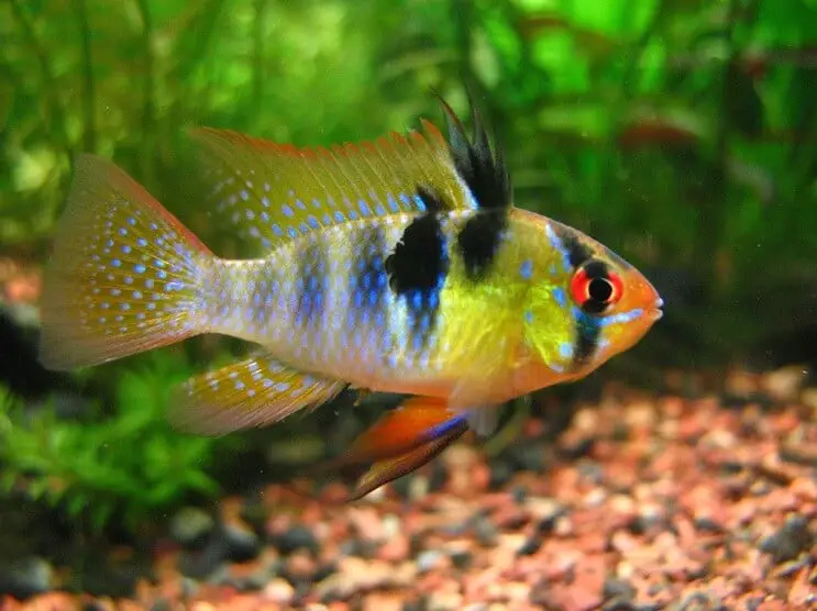 German blue ram close up