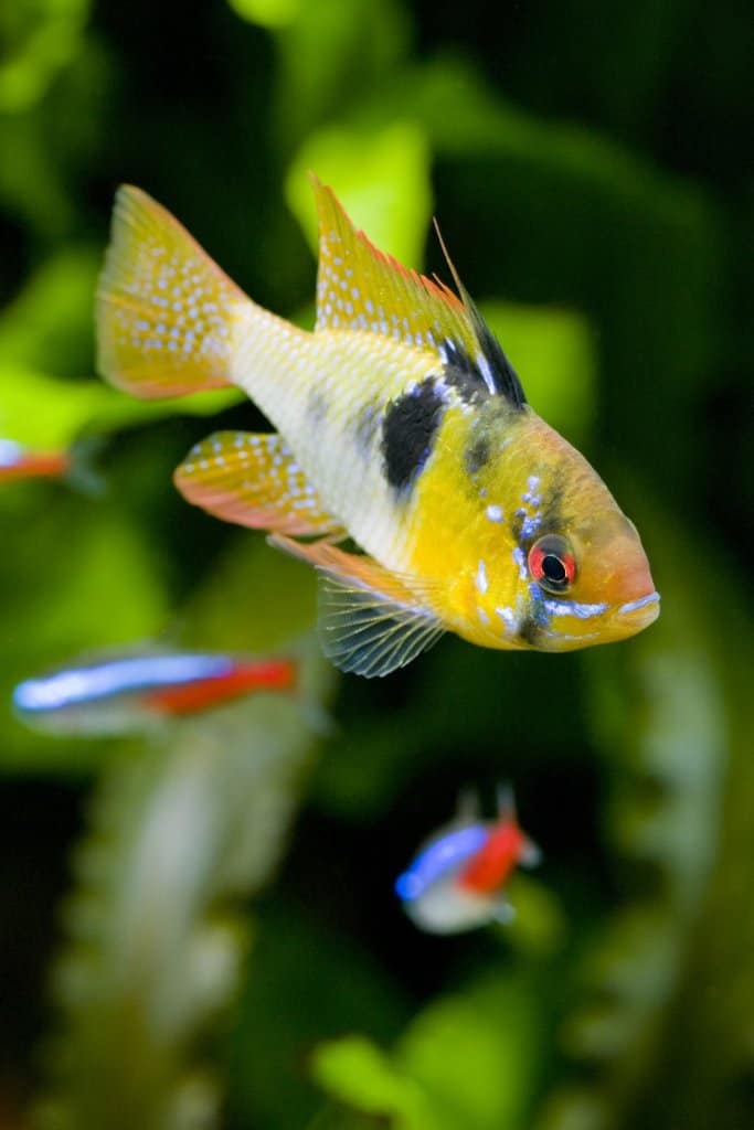 German blue ram close up