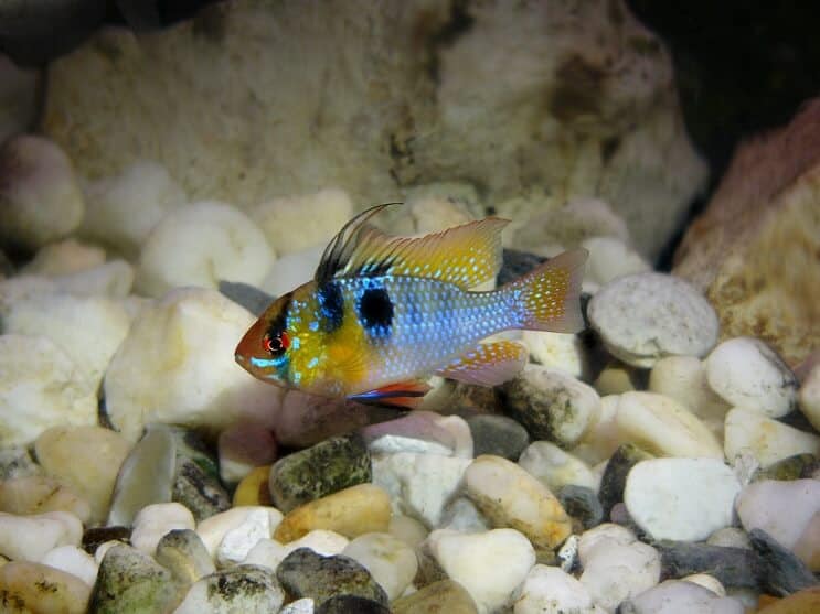 German blue ram swimming near rocky substrate