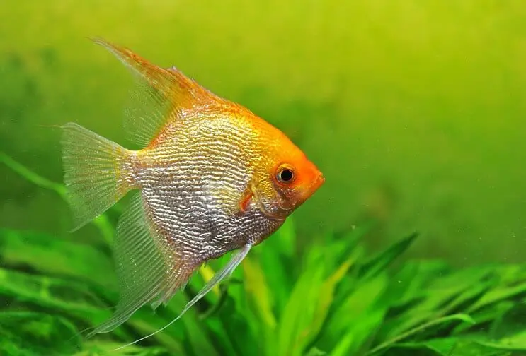 A gold angelfish swimming near Java fern in a planted tank