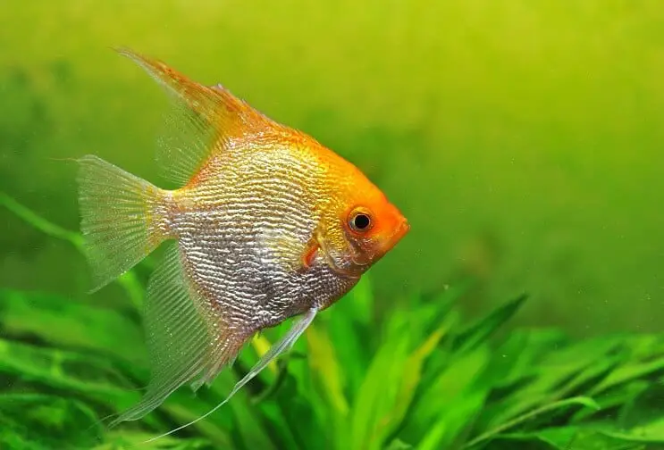 Poisson-ange d'or