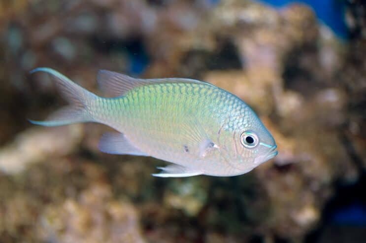 Green Chromis