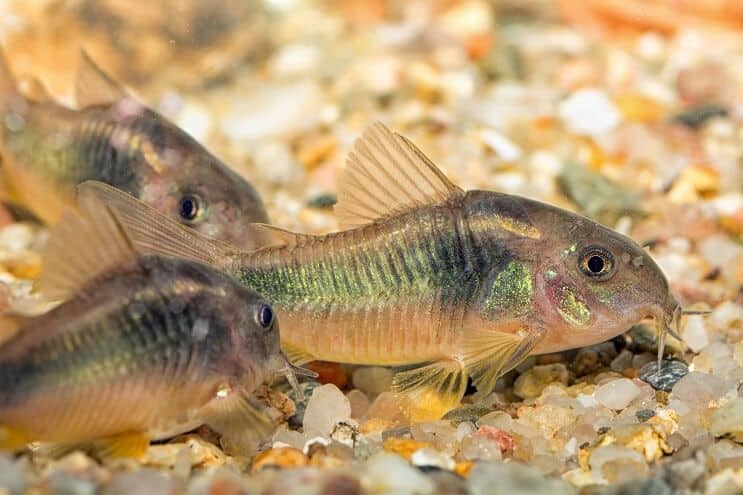 Cory catfish breeding toward the bottom of their tank