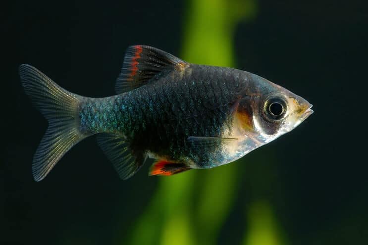 Green Tiger Barb