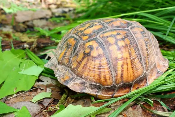 Hiding Eastern Box Turtle