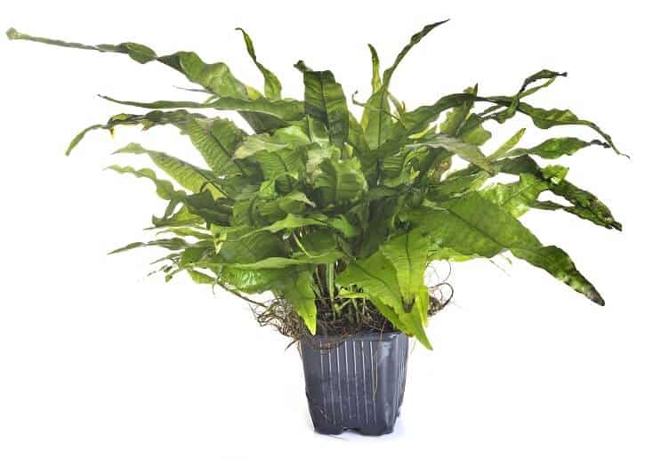 Java Fern