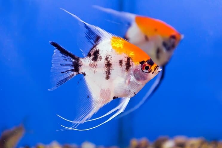 Two koi angelfish preparing to breed in a dark tank