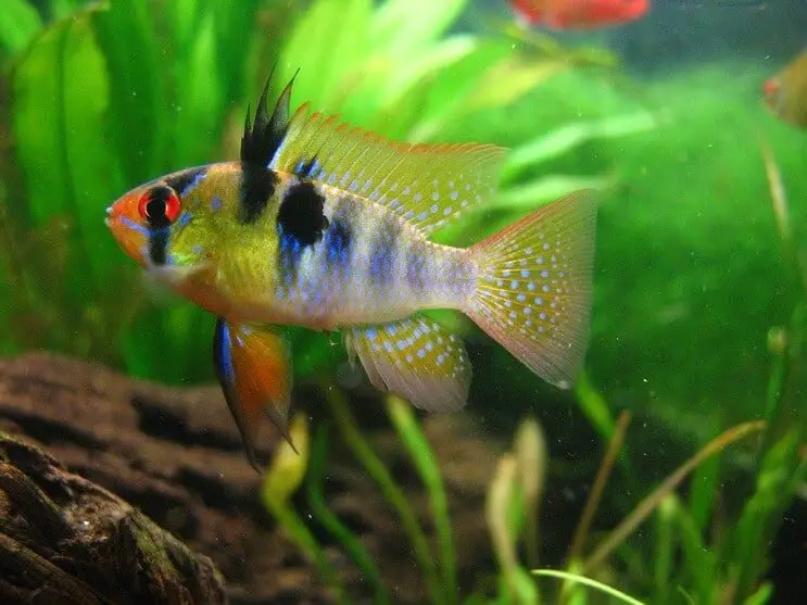 German blue ram swimming in a planted tank