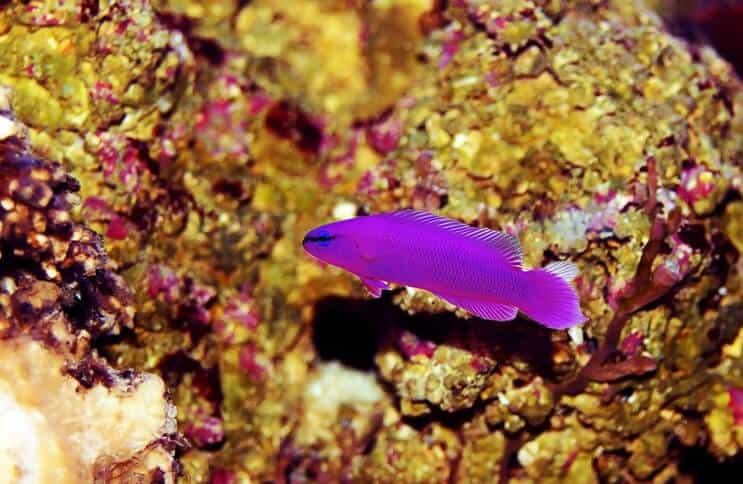 Orchid Dottyback Fish