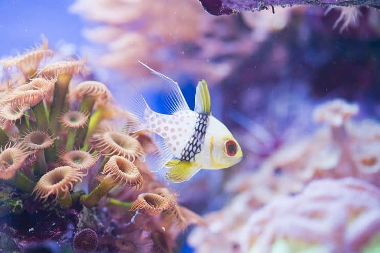 Pajama Cardinalfish