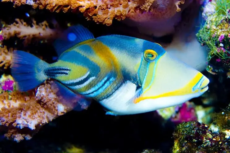 Picasso Triggerfish