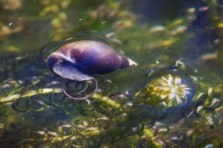 Pond Snail