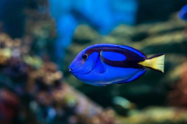 Regal Tang