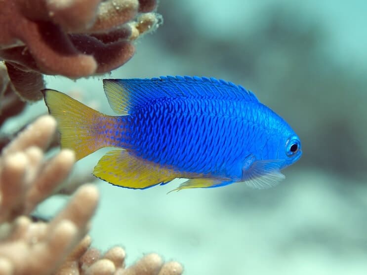 Sapphire Damselfish