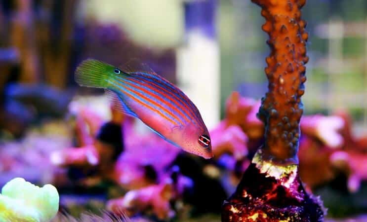 Six Line Wrasse