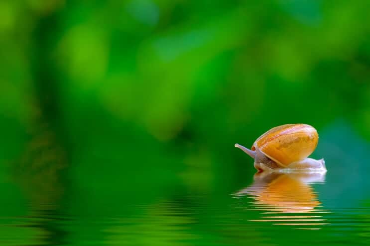 Snail in Wild