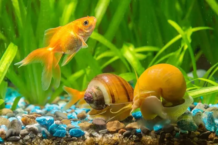 Snails in Aquarium