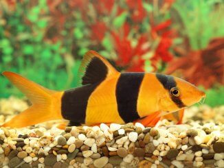 The Clown Loach Care Guide A Playful Bottom Dweller For Community Tanks Cover