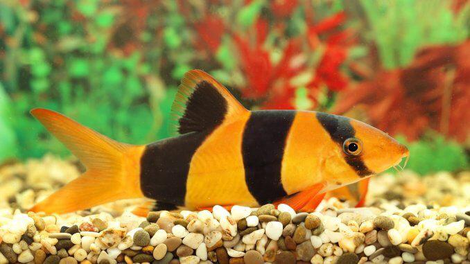 The Clown Loach Care Guide A Playful Bottom Dweller For Community Tanks Cover