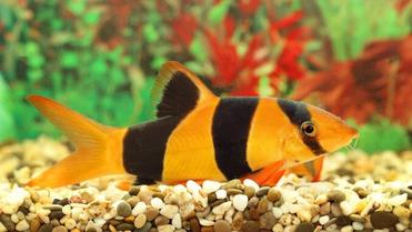 Clown Loach Laying On Side! Expert Tips for Addressing Side Laying Concerns 2 Troubled Clown Loach: Expert Tips for Addressing Side Laying Concerns