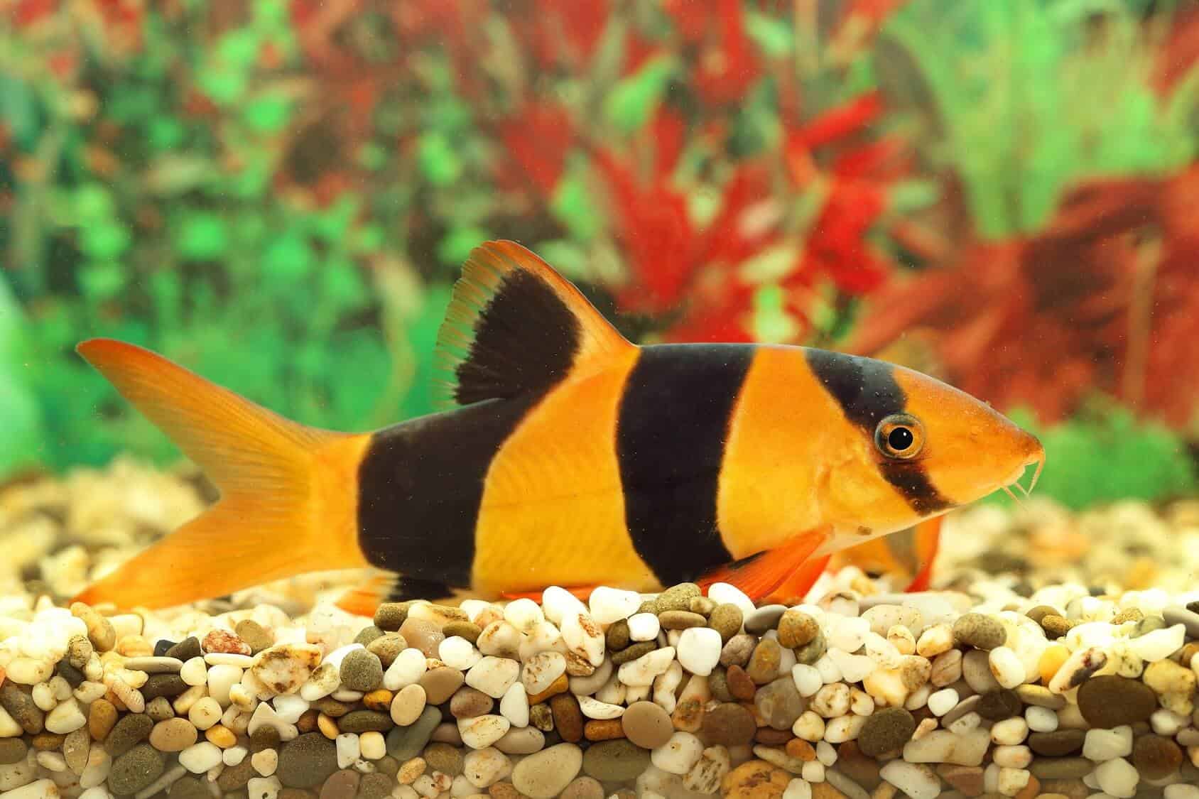 The Clown Loach Care Guide: A Playful Bottom Dweller For Community Tanks | Fishkeeping World