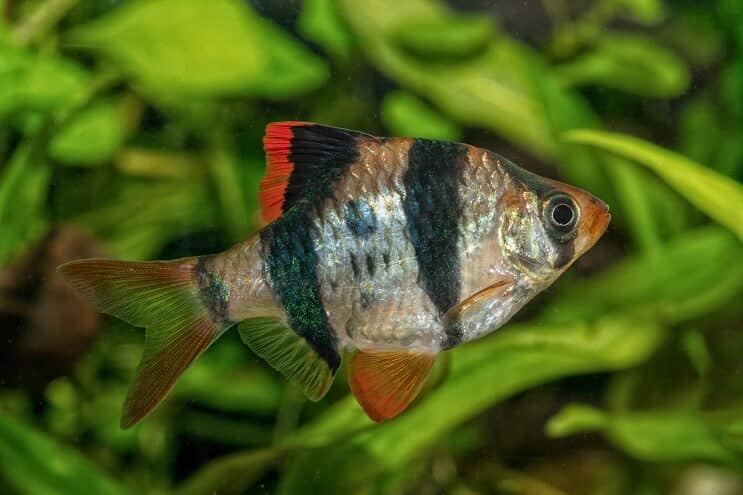 Tiger Barb Appearance