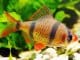 Tiger Barb Breed Profile Complete Guide For These Playful Stripy Fish Banner