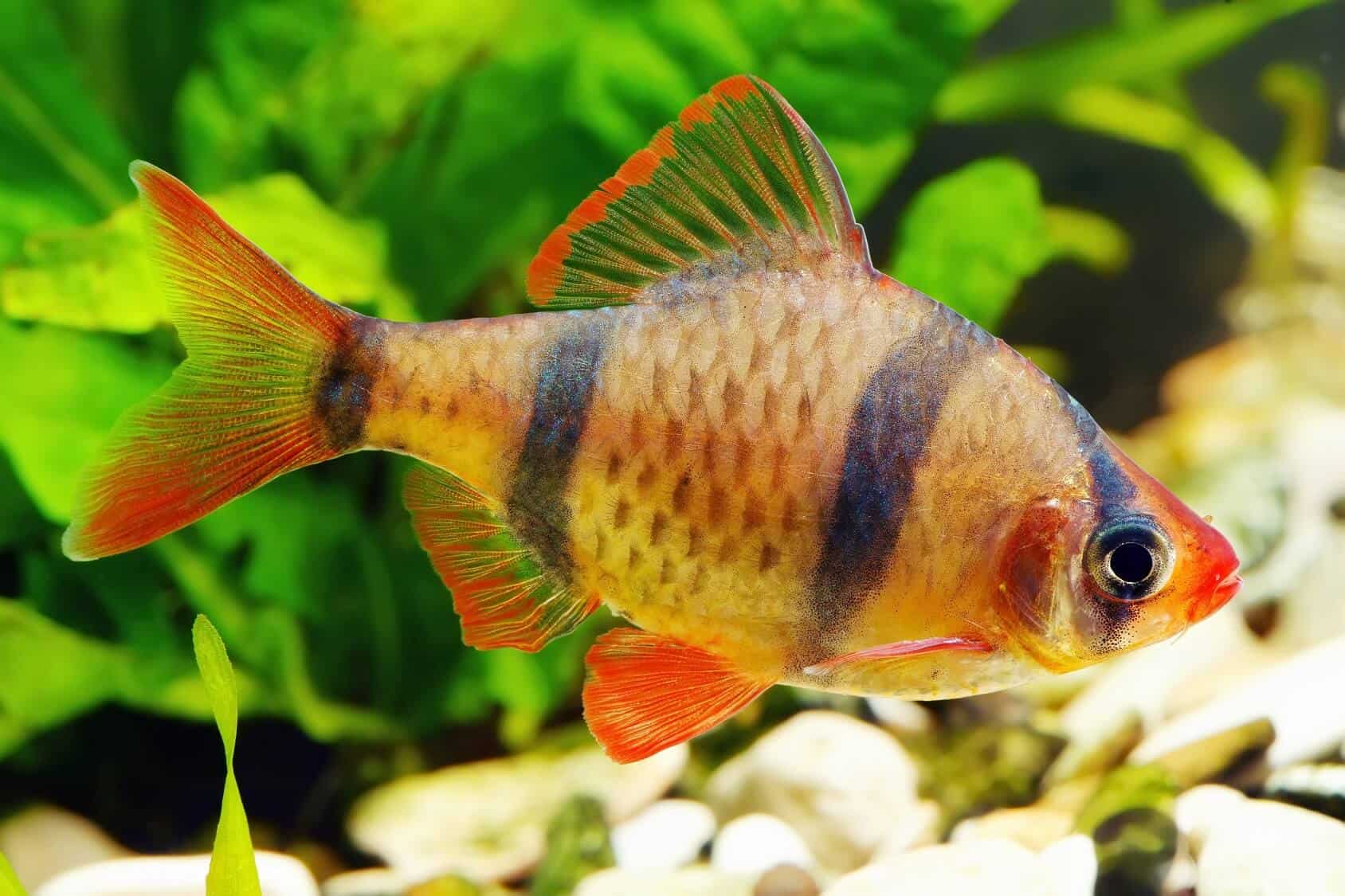 Tiger Barb: Species Profile & Care Guide