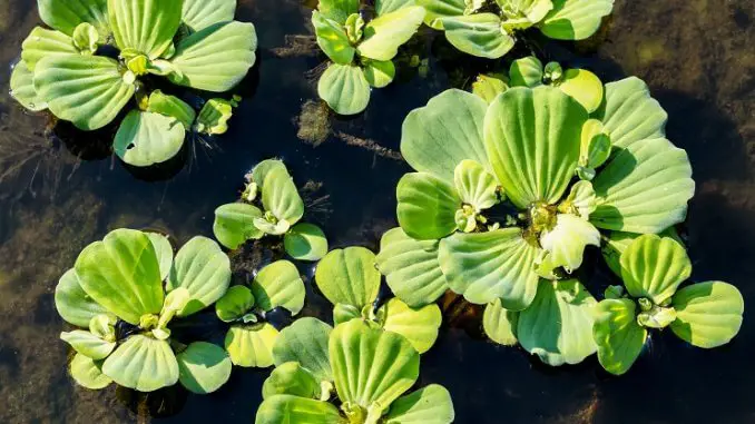 Water Lettuce