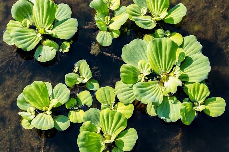 Water lettuce in a pond