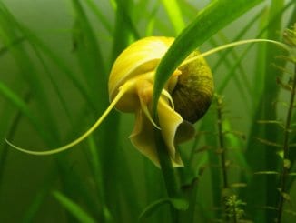 What Do Snails Eat In the Wild and as Pets Cover