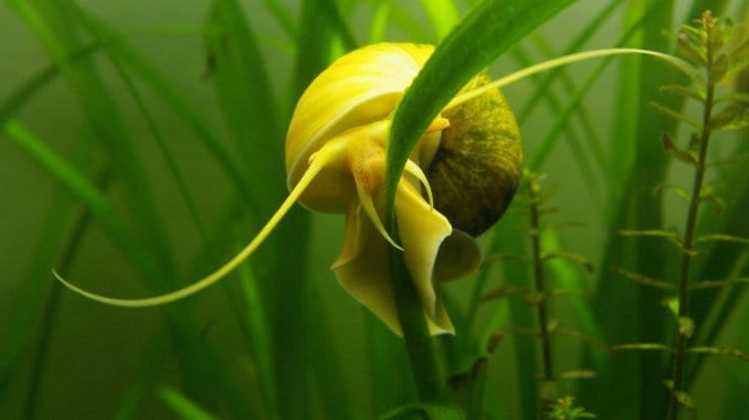 What Do Snails Eat In the Wild and as Pets Cover