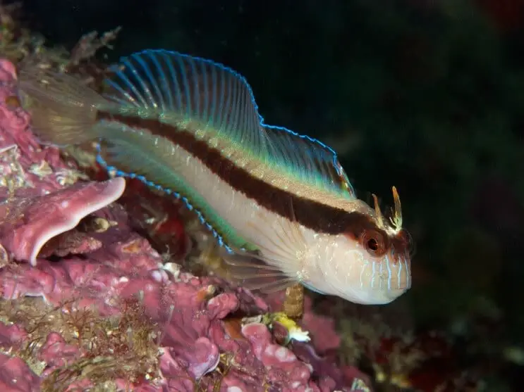 White Blenny