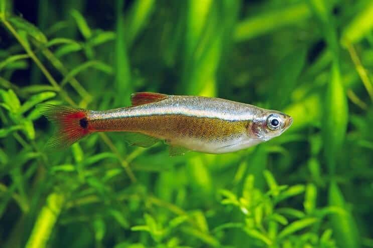 White Cloud Mountain Minnow Appearance