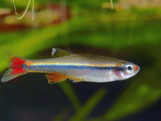 White Cloud Mountain Minnow Caring For These Colorful Community Fish Cover