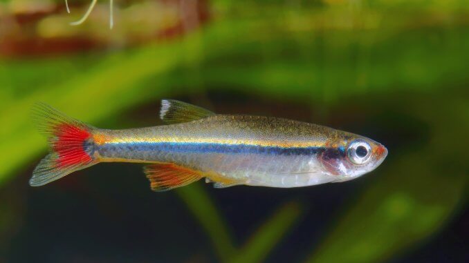 White Cloud Mountain Minnow Caring For These Colorful Community Fish Cover