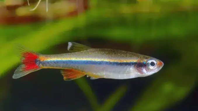 White Cloud Mountain Minnow: Caring For These Colorful Community Fish