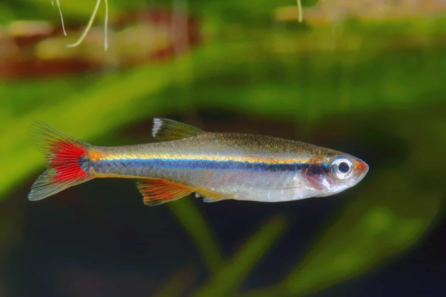 White Cloud Mountain Minnow: Caring For These Colorful Community Fish