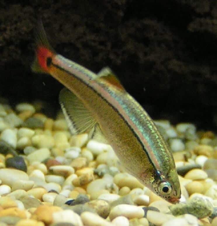 White Cloud Mountain Minnow Caring For These Colorful Community Fish Fishkeeping World,Data Entry At Home Jobs Uk