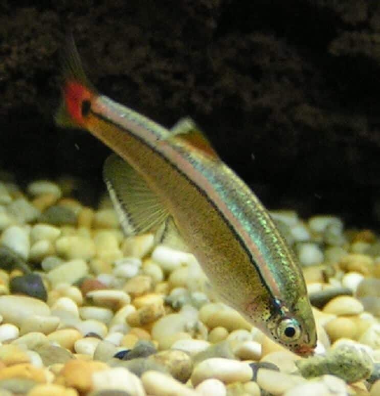 White Cloud Mountain Minnow Diet