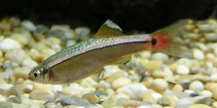 White Cloud Mountain Minnow Overview