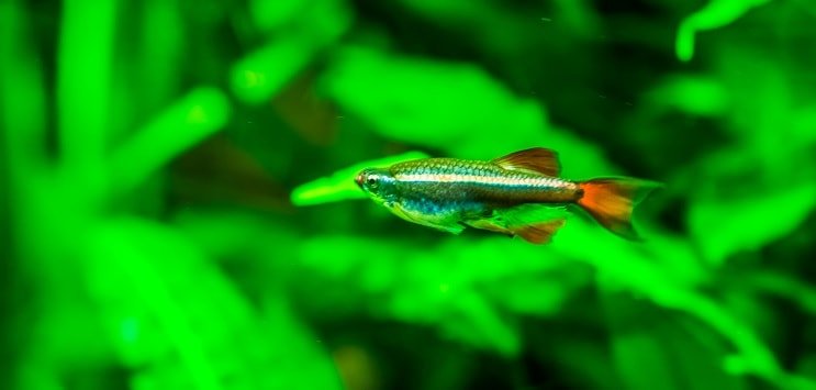 White Cloud Mountain Minnow