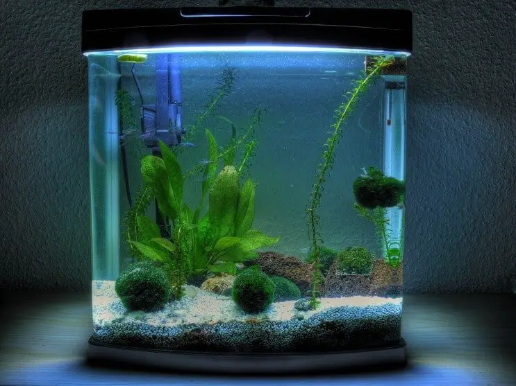 3 Gallon Aquarium