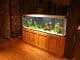 55 Gallon Fish Tank Guide (Best Fish, Setup Ideas, Equipment and More) Banner
