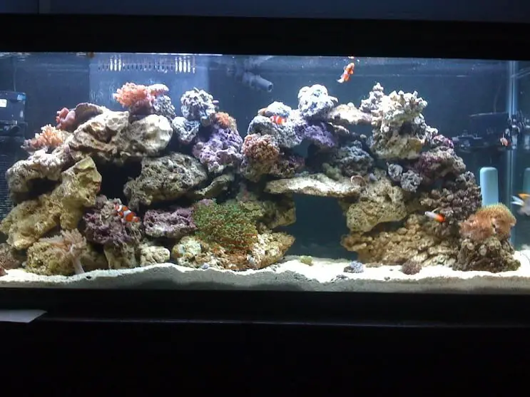 55 Gallon Reef Tank