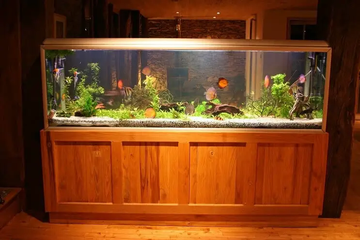 freshwater fish setup